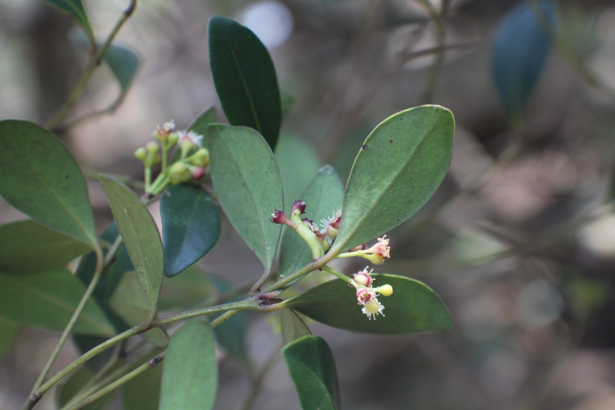 Syzygium spathulatum Thwaites